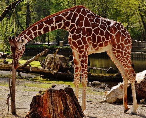 giraffe zoo animal