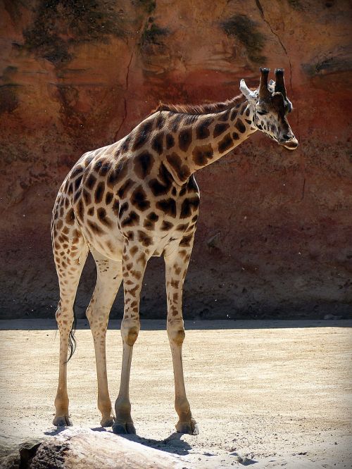 giraffe animal africa