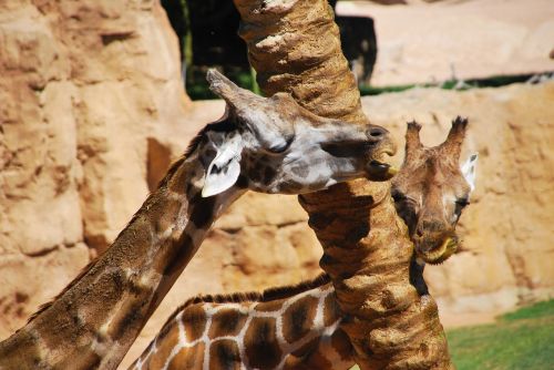 giraffe love tree