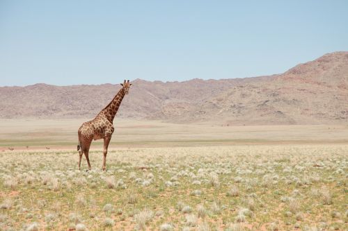 giraffe landscape earth
