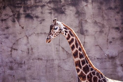 giraffe zoo netherlands