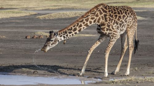 giraffe africa wild