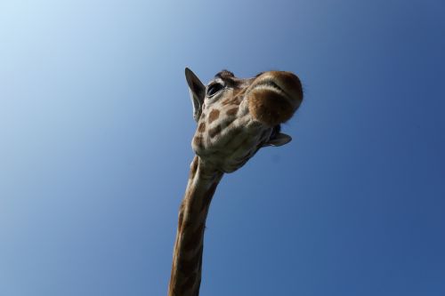 giraffe sky wild animal