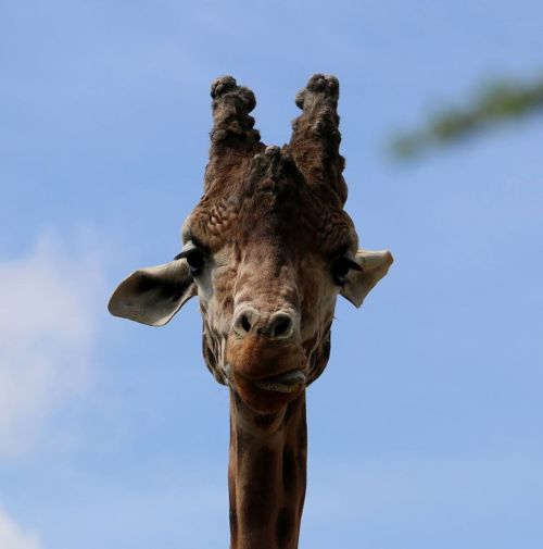 giraffe beauval animal