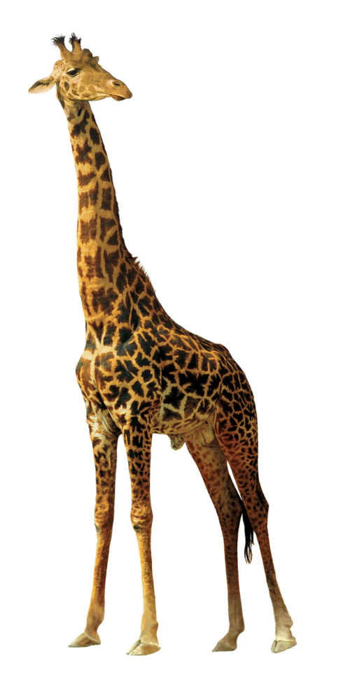 giraffe animals nature