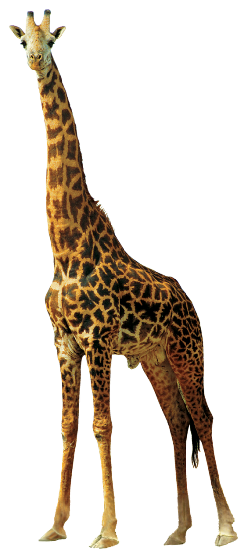 giraffe animals nature