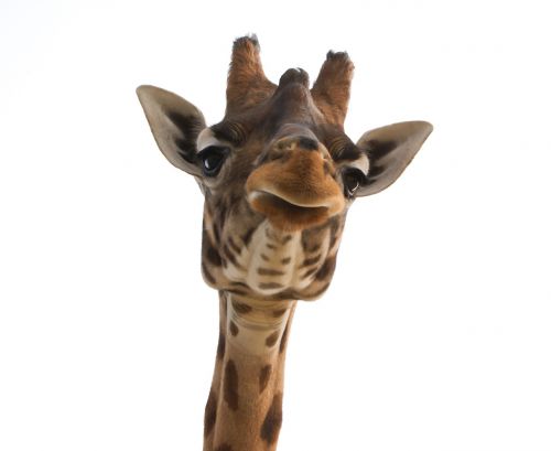 giraffe head zoo