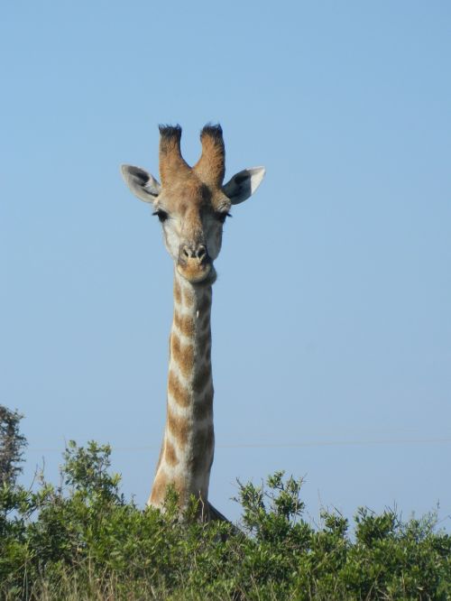 giraffe africa nature