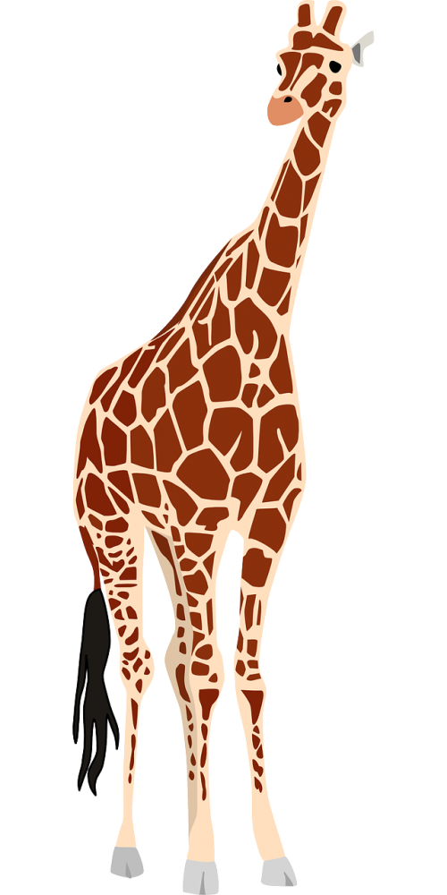 giraffe africa safari