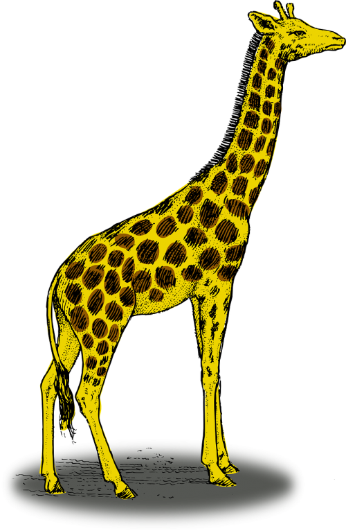 giraffe wildlife high