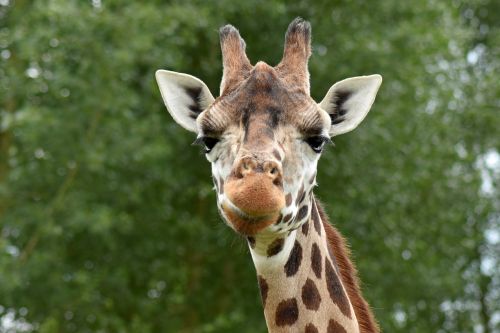 giraffe animal safari