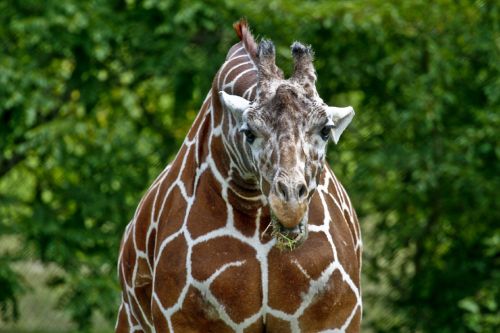 giraffe head face