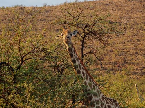 giraffe gauteng south africa