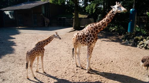giraffe young animals