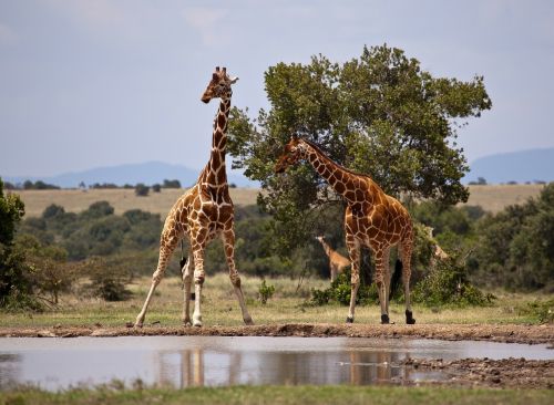 giraffe safari kenya