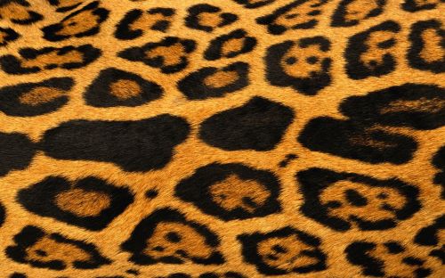 giraffe fur grain