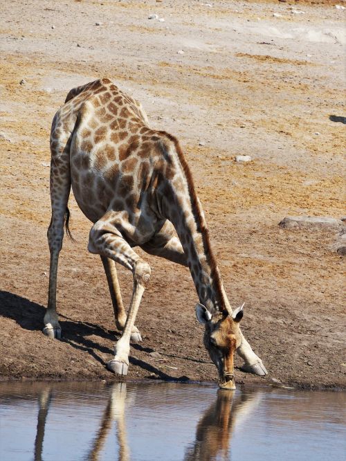 giraffe drink dislocate