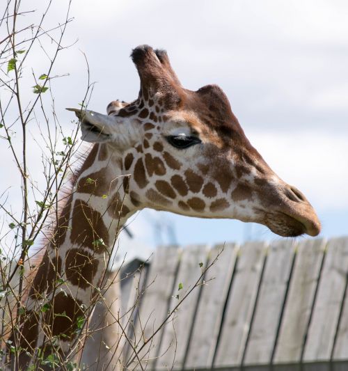 giraffe head zoo