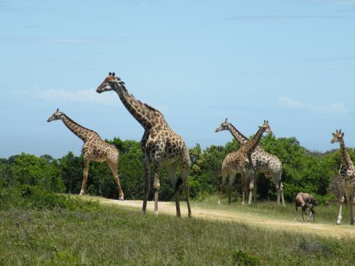 giraffe wild animal