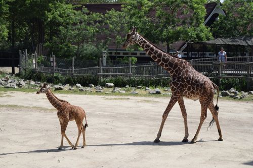 giraffe giraffe cub zoo