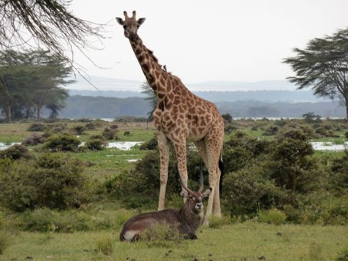 giraffe africa safari