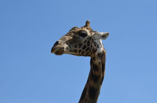 giraffe animal zoo