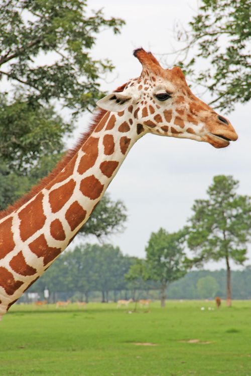 giraffe animal long neck