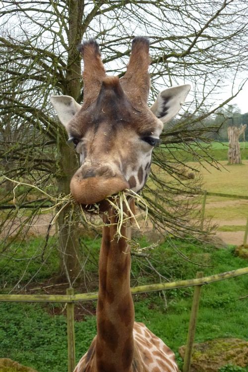 giraffe eating straw
