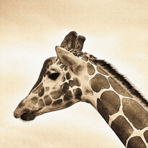 giraffe animal savannah