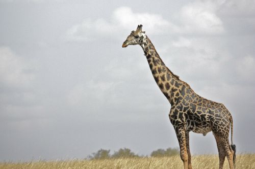 giraffe safari wildlife