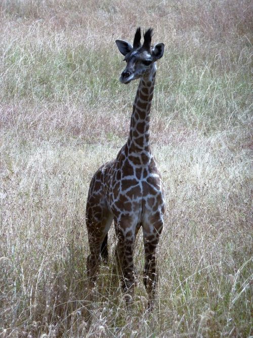 giraffe wild tanzania
