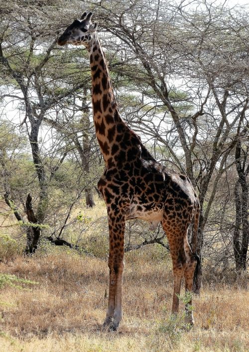 giraffe wilderness wild