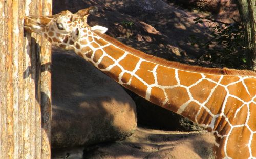 giraffe portrait chewing