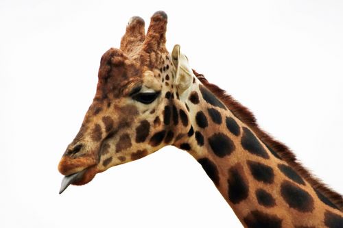 giraffe long neck mammal