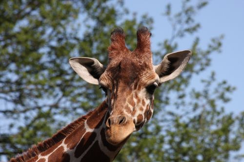 giraffe giraffe head wildlife