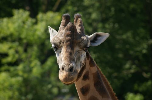 giraffe animal zoo
