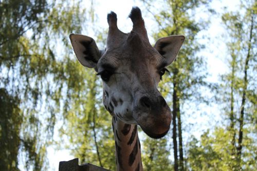 giraffe view zoo