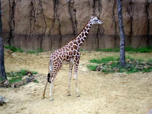 giraffe zoo animal safari