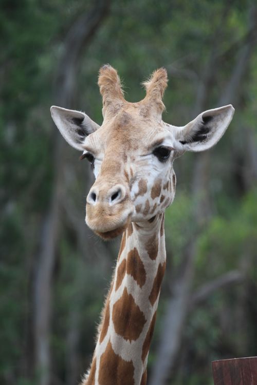 giraffe animal wild