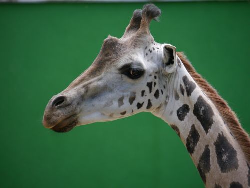 giraffe zoo head