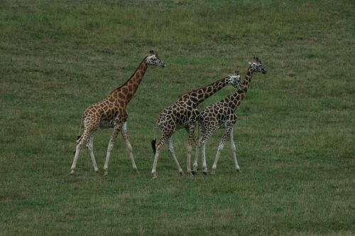 giraffe africa animals