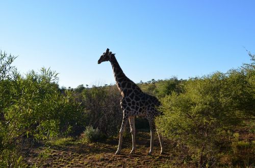 giraffe wildlife south africa