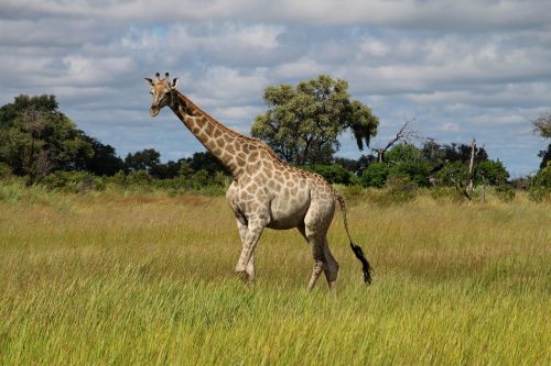 giraffe africa savannah