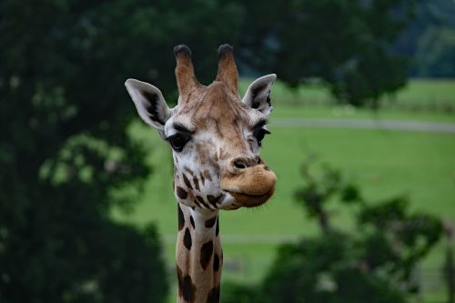 giraffe long neck giraffe mammal