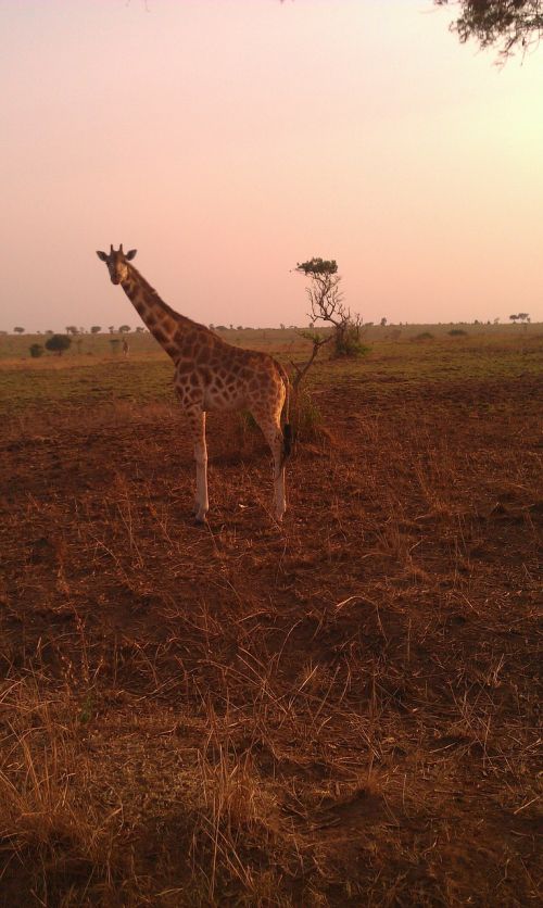 giraffe safari uganda