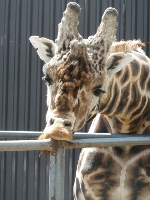 giraffe zoo zoological garden