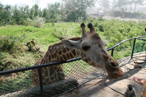 giraffe africa animal