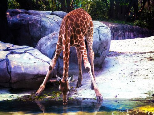 giraffe water jungle