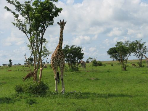 giraffe animal safari