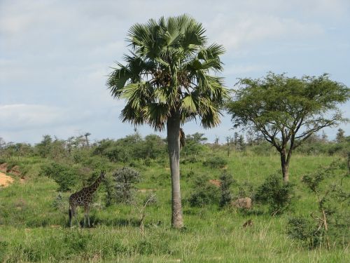 giraffe animal safari